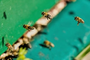 Honey bees return to their hive in Wehrheim near Frankfurt, Germany