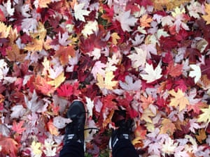Fallen leaves in Vancouver, Canada.