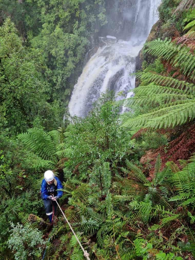 Searchers scoured wilderness near the Philosopher Falls track in Tasmania in the hunt for missing Belgian tourist Celine Cremer.