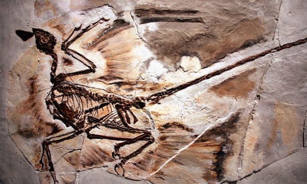 A fossil of a microraptor found in Liaoning province, China.