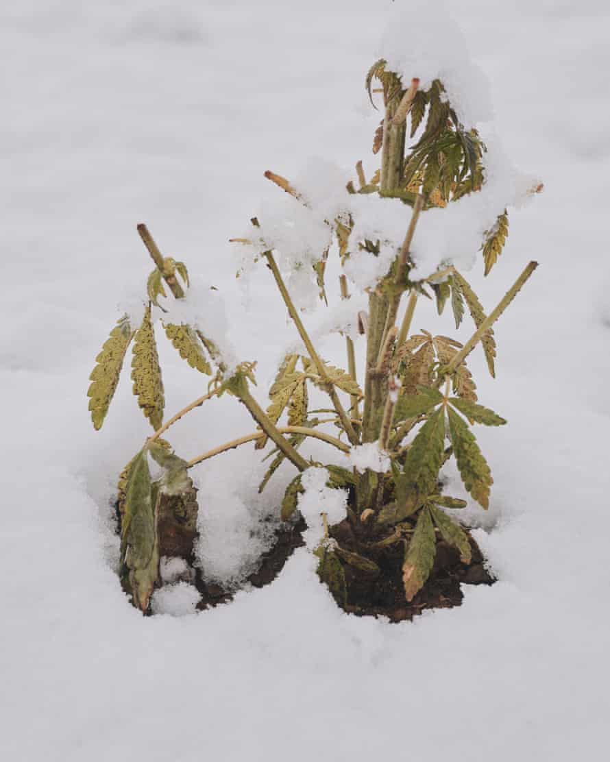 A marijuana plant covered in snow