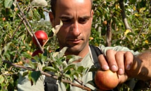 An east European worker harvesting apples in Kent