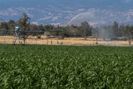 A sprinkler system waters crops in Siskiyou county.