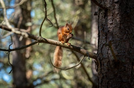 A squirrel eating in a tree