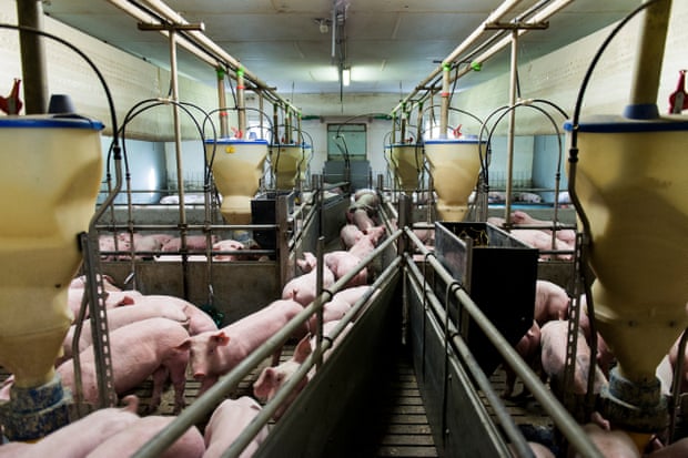 Large piglets in a warehouse-like building with feed dispensers hanging from the ceiling 