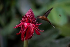 A Koepcke’s hermit hummingbird