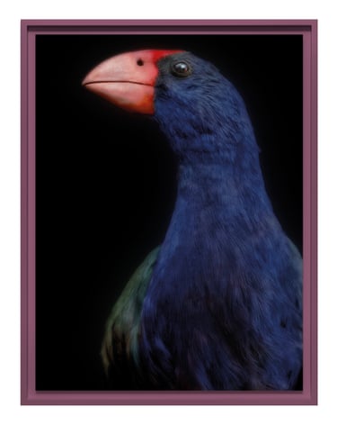 A framed takahē