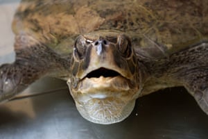 uma tartaruga marinha