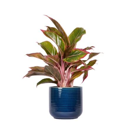 Patch Plants Aggie (Red Chinese Evergreen) with blue ceramic glazed pot