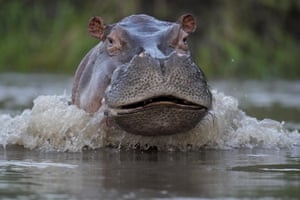 A hippo swims in the Magdalena river in Puerto Triunfo, Colombia. Colombia’s Environment Ministry announced in early February that hippos are an invasive species, in response to a lawsuit against the government over whether to kill or sterilize the hippos that were imported illegally by the late drug lord Pablo Escobar, and whose numbers are growing at a fast pace and pose a threat to biodiversity