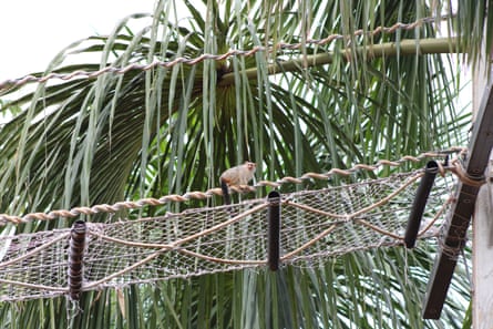 Small monkey crossing one of the bridges