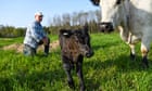 The best way to raise cows sustainably? Set them free