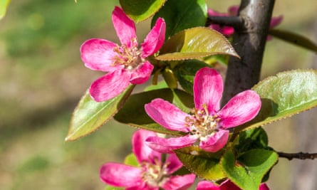How to propagate Chinese quince from seeds | Plants | The Guardian