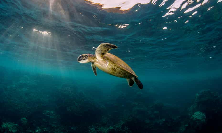 A turtle on Ningaloo Reef in Western Australia