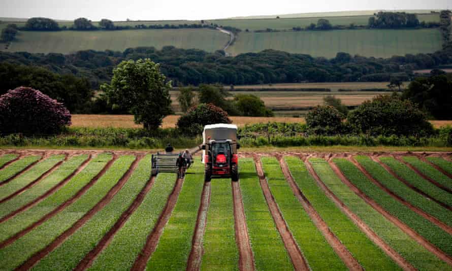 Farmers in UK devolved nations face big drops in income post-Brexit | Farming | The Guardian
