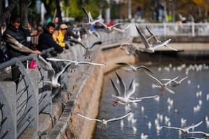 People watch from behind railings as gulls fly at the edge of a lake