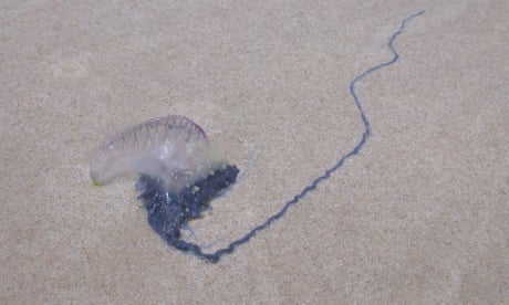 Bluebottle washed up on a beach
