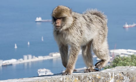 A Barbary macaque walks along the wall at the viewpoint on the Rock of Gibraltar