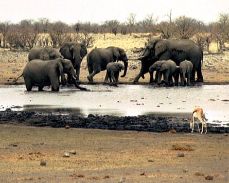 Elephants drink at a waterhole in Etosha national park in Namibia
