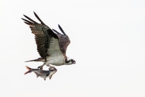An osprey flies with a fish clutched in its talons at Lake Apopka Wildlife Drive in Apopka, Florida, US. Ospreys are expert hunters, known for their dramatic dives and precision catches in shallow waters