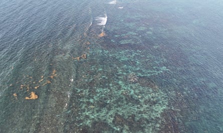 Bleaching in Puerto Morelos, Mexico, on 10 August 2023.