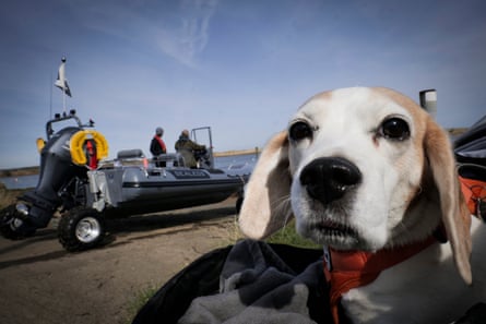 A dog looking at the camera, with the boat in the distance