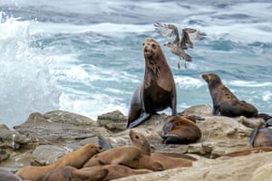 Sea lions appear along the rocky shoreline of La Jolla, near San Diego, California, US. La Jolla is world-renowned for its sea lion and seal colonies, attracting nature lovers, wildlife photographers, and tourists alike