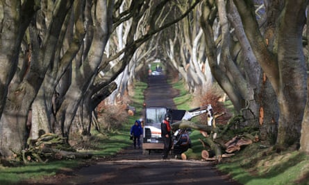 Clear-up work at the Dark Hedges site in County Antrim.