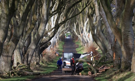 Workers continue their clear up as several trees in Northern Ireland made famous by the TV series Game Of Thrones have been damaged