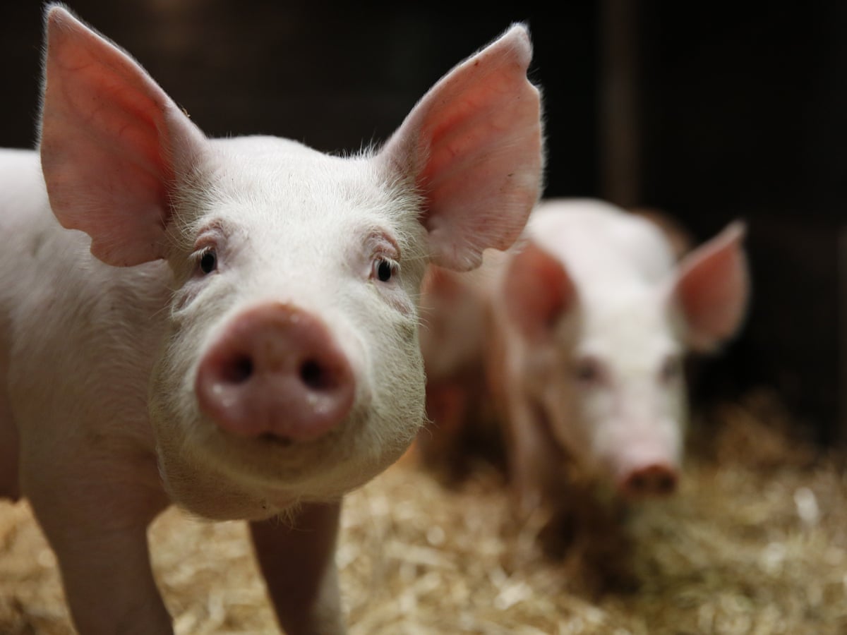 Scientists genetically engineer pigs immune to costly disease | Genetics |  The Guardian