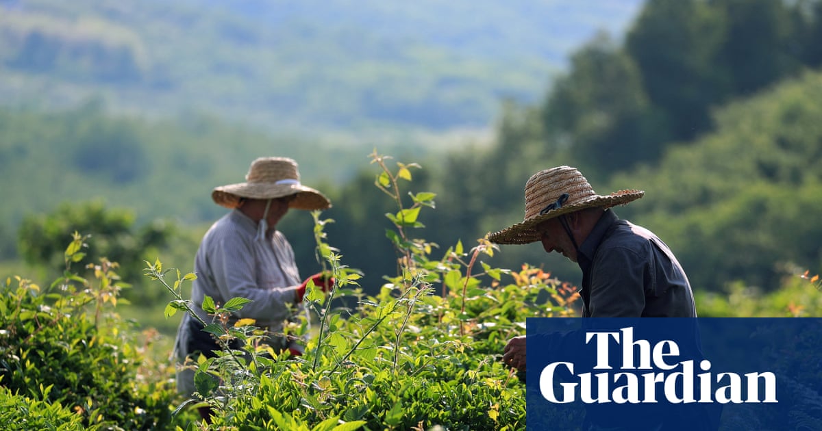 Teatime in Tbilisi: Georgia’s Soviet-era plantations brew up a renaissance