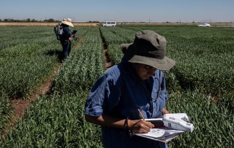 Researcher Ilaria Parente taking measurements in the experimental wheat fields, Obregon City, Mexico. 