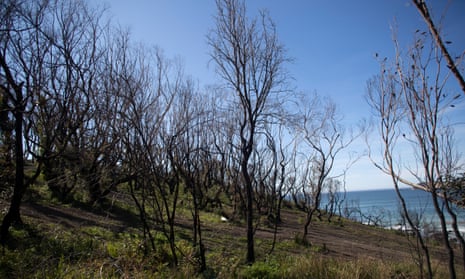 Burnt trees show the scars of the summer fires at McKenzies Beach on the south coast of NSW
