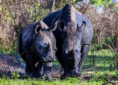 Rinocerontes no Parque Nacional do Vale de Kidepo, Uganda, após a primeira troca de animais selvagens entre o Quênia e Uganda. Pela primeira vez em mais de 40 anos, os rinocerontes retornaram a Uganda, depois de terem sido dizimados por caçadores furtivos que buscavam seus valiosos chifres e carne. Dois rinocerontes brancos do sul foram os primeiros de oito animais a repovoar o parque, onde o último rinoceronte havia sido morto em 1983. Os rinocerontes foram transferidos de uma reserva de caça queniana. A caça furtiva continua sendo um grande problema em Uganda, e as autoridades regularmente detêm e processam suspeitos flagrados com marfim, pangolins e outras espécies ameaçadas de extinção.