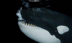 Underwater close-up of a killer whale off the coast of northern Norway.