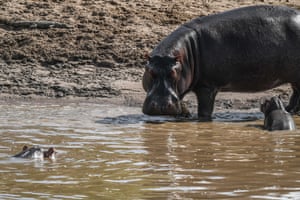 Hipopótamos nadam nas águas da Reserva Nacional Masai Mara, que abriga dezenas de espécies de vida selvagem, como leões, leopardos, chitas, elefantes, girafas, zebras e antílopes, no Quênia.