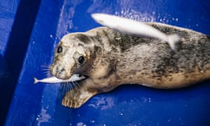 Uma foca sendo alimentada com peixes em um santuário na Cornualha, Reino Unido