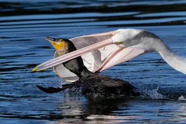 Cormorants and pelicans fishing together