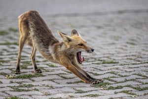 A fox stretches in a downward-facing dog yog-style pose and yawns.