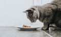 A Russian blue cat examining its food. Photograph: Catherine Falls Commercial/Getty Images