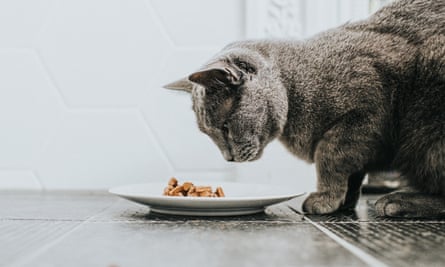 A Russian blue cat examining its food.