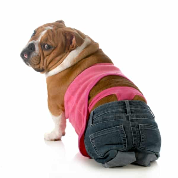 English bulldog wearing pink thong underwear and jeans on back legs.