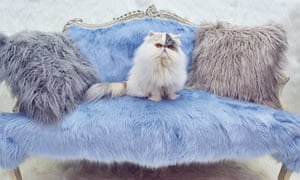 London, England: One of the of the world’s fluffiest cats at the Fluffytorium in Soho Square, a pop-up aimed at children who might not otherwise get the chance to spend time with pets