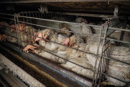 Varias gallinas dentro de una pequeña jaula.