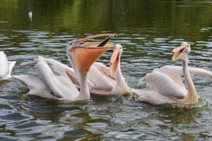 A resident pelican catches a fish thrown by a park staff member in the lake in St James’s Park, London, UK. Six great white pelicans live in the park and are fed fish daily