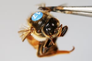 Um espécime de abelha rainha antes de testar as técnicas de inseminação artificial no Laboratório BEE. A inseminação artificial desde então se tornou parte integrante dos programas de reprodução e pesquisa em todo o mundo.