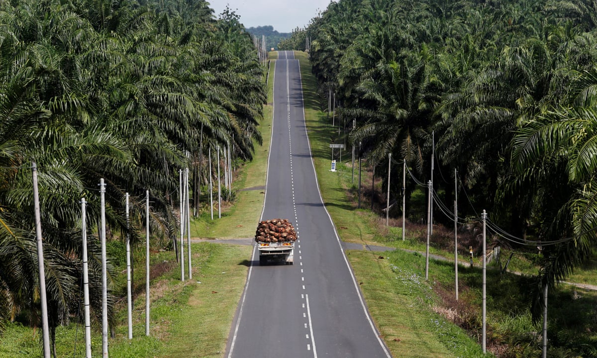 70 Of Brands In Malaysia And Singapore Don T Disclose Palm Oil Use Guardian Sustainable Business The Guardian