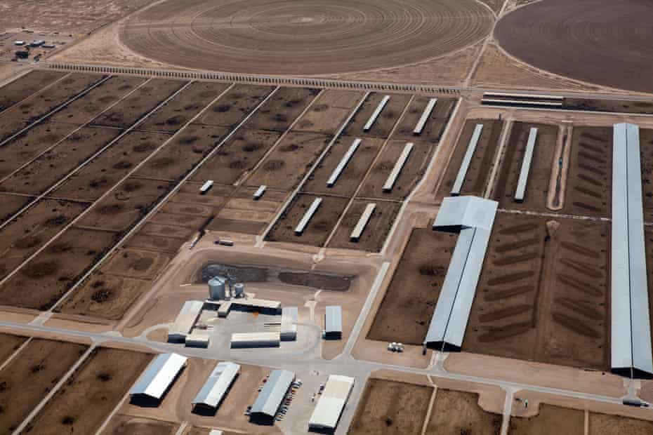 A mega dairy in Arizona