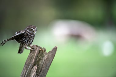 A Little Owl, spotted near the cows (in the background).