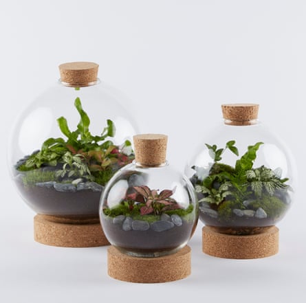 Three round terrariums with cork stoppers in the top
